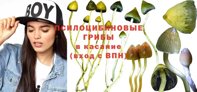 Псилоцибиновые грибы Psilocybe  Выборг 