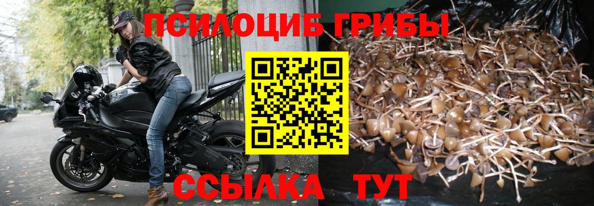 Псилоцибиновые грибы Cubensis  Галлюциногенные грибы Cubensis  Выборг 